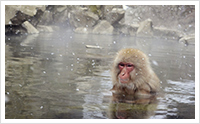 Snow Monkeys